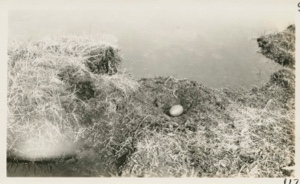 Image of Red throated Loon''s nest- one egg